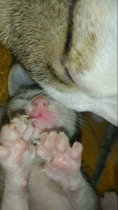 baby kitty