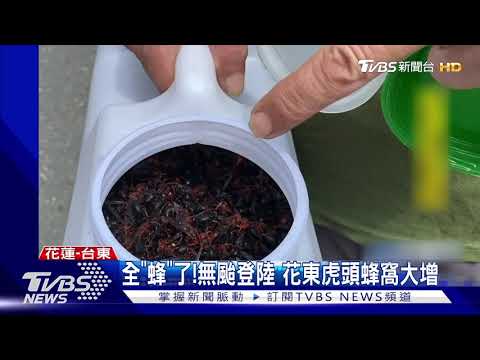 首度封路除"虎頭蜂窩" 一口氣摘3大蜂窩