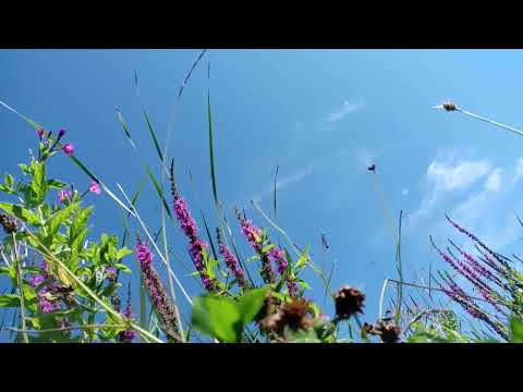 An Chúilfhionn / The Coolin