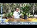 How to Grow Banana Tree #1