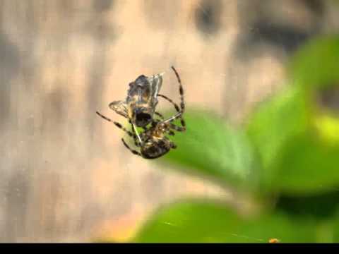 Video: Hoe Springende Spinnen Jagen