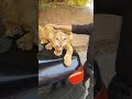 Angry lion cubs nouman hassan 