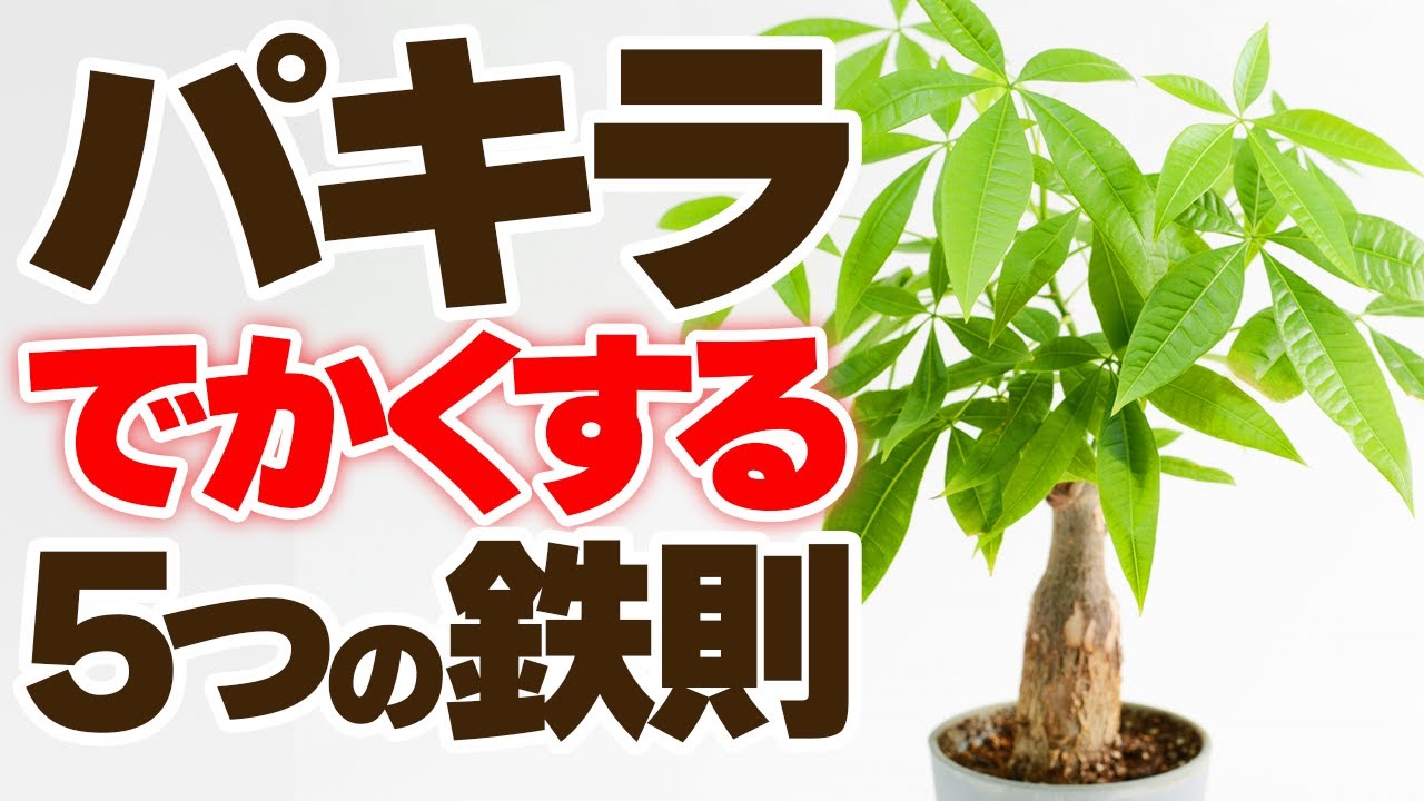 【パキラ】大きくする育て方と植え替え実践【観葉植物】