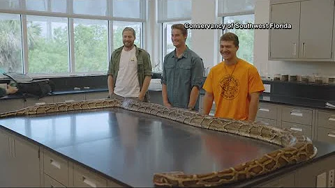 Record-breaking 19-foot Burmese Python captured by Florida hunters