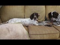 Mo - Female German Shorthaired Pointer - Hits the scent and flushes a bird. Mo - Female German Shorthaired Pointer - Hits the scent and flushes a bird.
