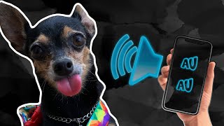 Testei o aplicativo que traduz os latidos do meu cachorro | Pequenos Príncipes screenshot 4