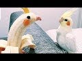 🤣 Cute Parrots Doing Funny Things - 😍 Cutest Parrots In The World 2018