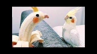 🤣 Cute Parrots Doing Funny Things - 😍 Cutest Parrots In The World 2018 by Vines Motion 87,555 views 7 years ago 10 minutes, 28 seconds