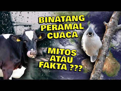 Video: Tips Hewan Untuk Menjaga Hewan Peliharaan Aman Di Cuaca Nol Dan Badai Salju