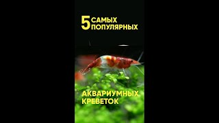 Топ 5 аквариумных креветок #Shorts