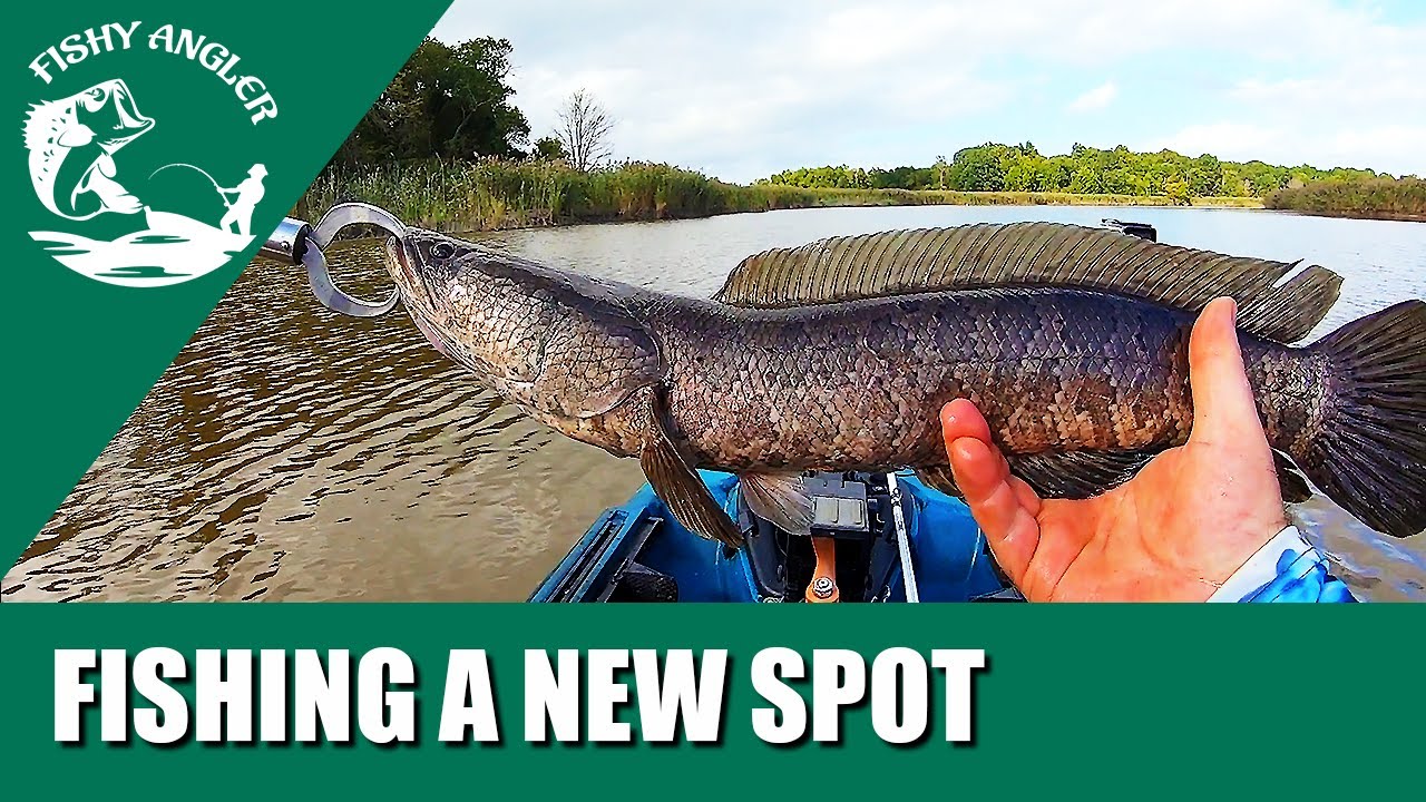 Fall Snakehead Fishing