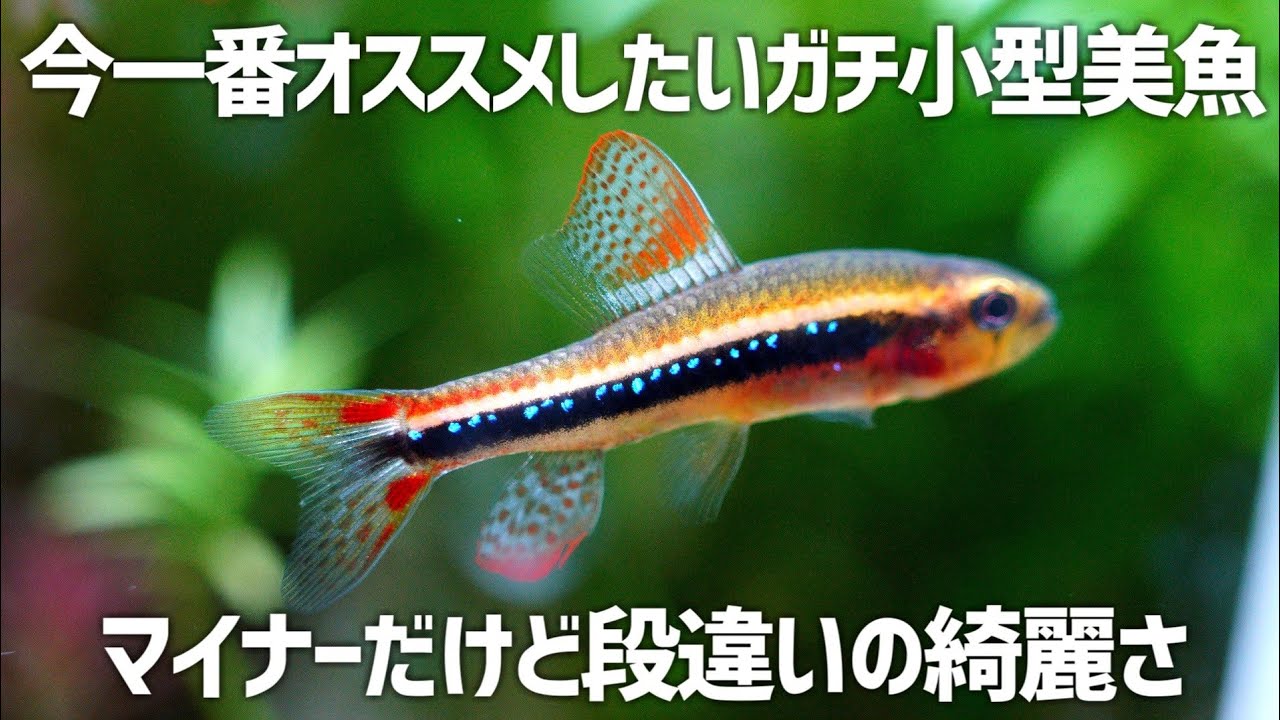 ほとんどの人が知らない隠れた超小型美魚。今一番オススメしたい。ワイツマニーテトラ