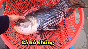 Câu cá cóc trong thời tiết trời trở gió - cám Thứ Gì Chịu Nổi  #cauca #fishing