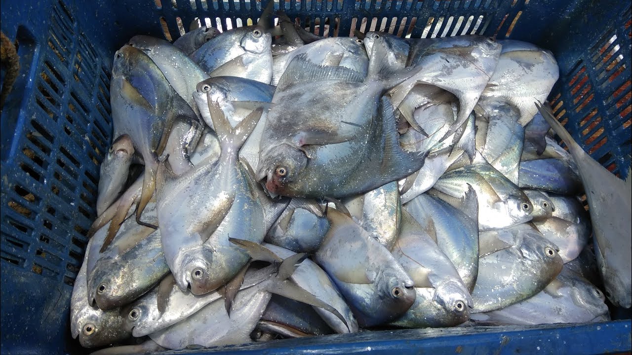पापलेट माश्याची मासेमारी.pomfret fishing in deep sea. Mumbai indian