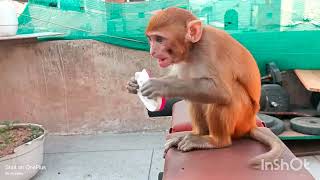 animals home baby monkey bibi /baby monkey pet at home🐒😃