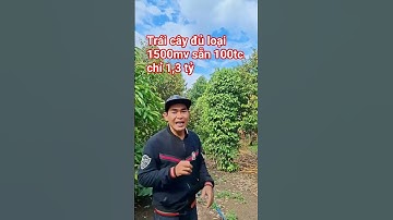 Vườn trái cây đủ loại 1500mv sẵn 100m thổ cư chỉ 1,3 tỷ