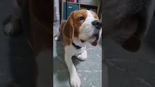 he can do so many tricks; #dog #beaglelife #beagleboy #puppy #beaglemania #cute #beagle #doglover