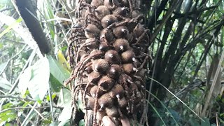 Encontrando frutas na mata - Coco da mata