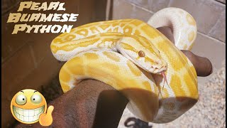 Pearl Burmese Python (Updates)😎🐍