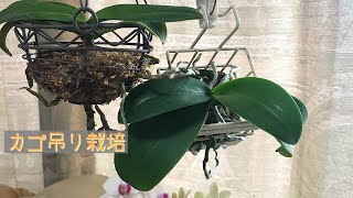 9月 胡蝶蘭吊りカゴ栽培　根の成長記録　ディスキディア　グリーンネックレス