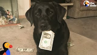 SMART Dog Collects Money To Pay For Treats | The Dodo Resimi