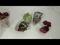 Новые растения в коллекции - DS-Бегонии