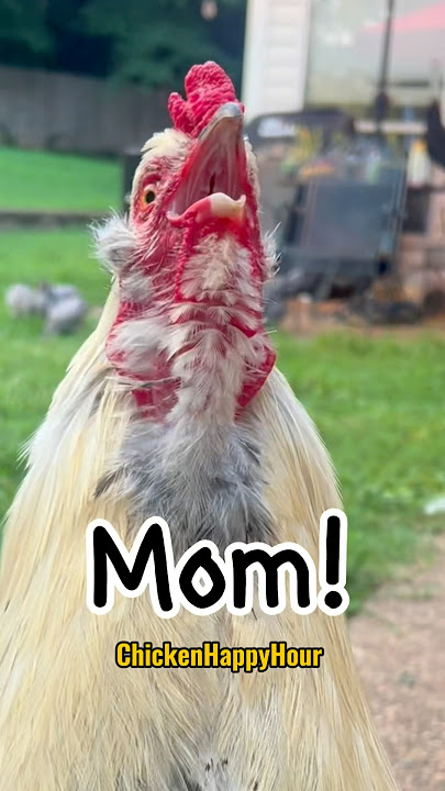 MOM! #mom #momlife #mother #chickens #rooster #funnyanimals #memesdaily #chickenhappyhour