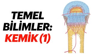 J.M. | KEMİK NEDİR? Bilmeniz gereken her şey (Tıp öğrencileri ve asistanlar için hap bilgiler)