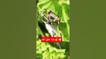 هذا خلق الله | سورة لقمان - الآية 11 القارئ #اسلام_صبحي🤍🎧