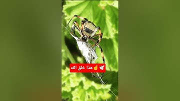 هذا خلق الله | سورة لقمان - الآية 11 القارئ #اسلام_صبحي🤍🎧