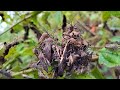 Coreidae Leaf-footed bug group