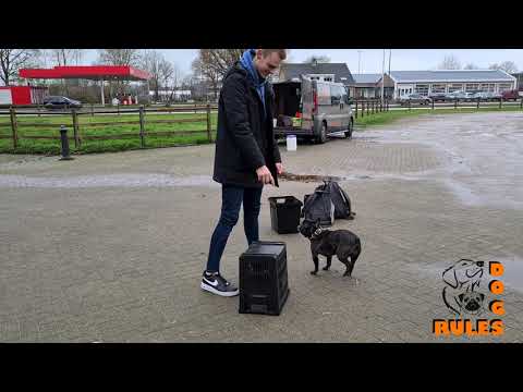 In de praktijk | Hondentraining bij hondenschool Dogs Rules - Dierverzorging