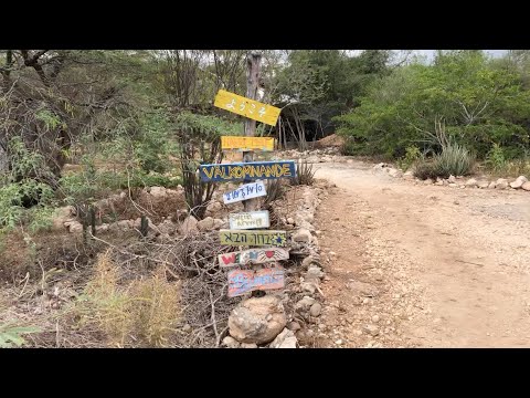 Wideo: Sadzenie Drzew I Tolerancja Głoszenia W Sadhana Forest - Matador Network