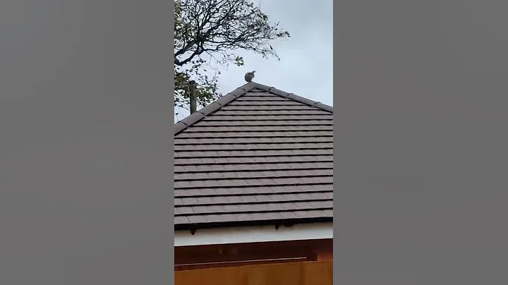 My garden squirrel