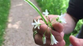 Three cornered Leek, Allium triquetrum
