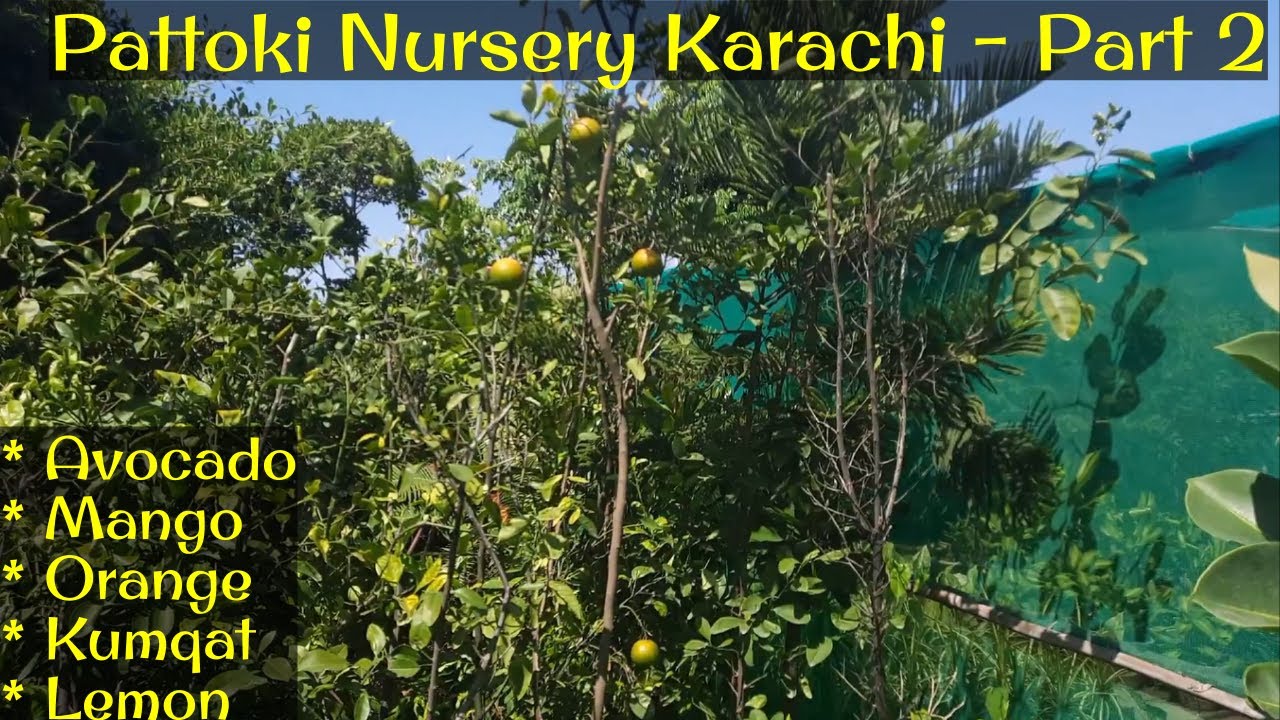 Nursery Visit Pattoki Nursery Karachi Fruit Trees Part 2 YouTube