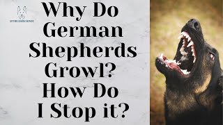 Why Do German Shepherds Growl? How Do I Stop it?