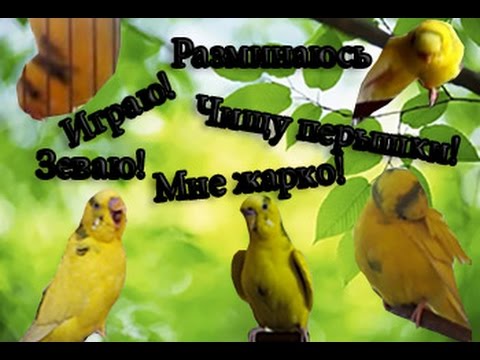 Как понять попугая? Язык тела волнистого попугая! Как понять попугая по его поведению! Часть 2