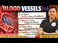 Blood vessels|blood vessels anatomy and physiology|blood vessels anatomy|blood vessels in hindi