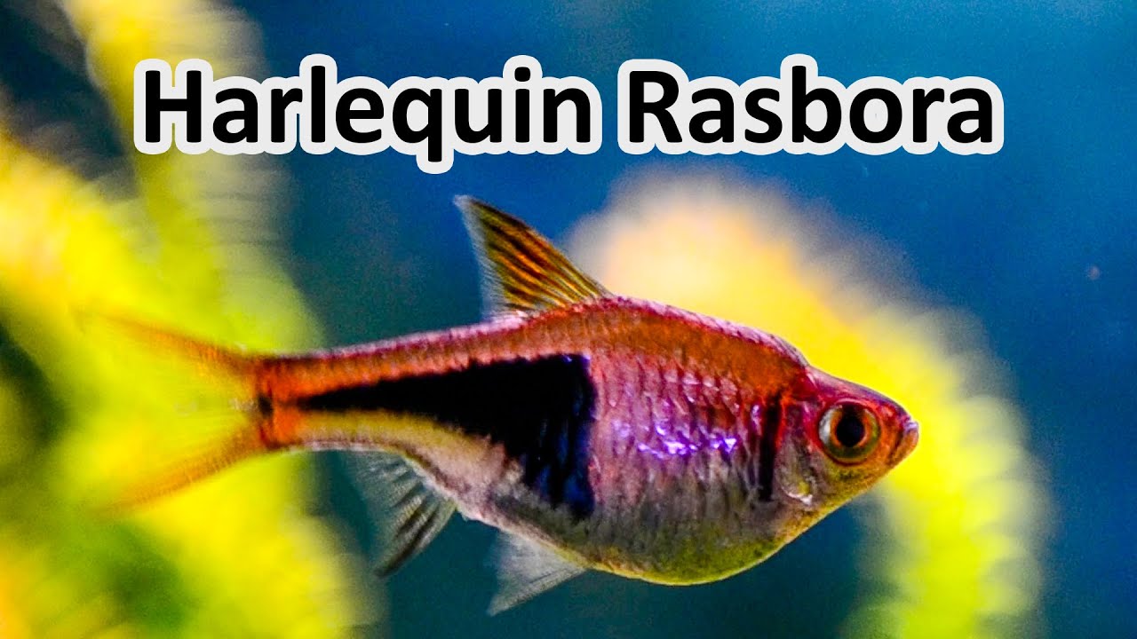 Harlequin Rasbora (Trigonostigma heteromorpha) YouTube