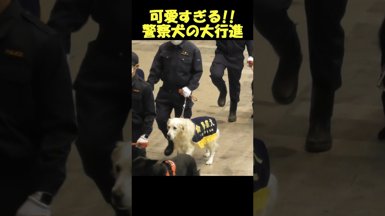 可愛すぎる警察犬部隊の大行進!! Very cute Police dog unit K9 - YouTube