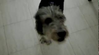Download lagu Perro contento antes de salir a pasear Perro contento antes de salir a pasear