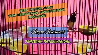 Sogon Sulawesi||Masteran untuk mencetak materi