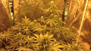 Farmers package has arrived! Auto land day 44