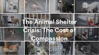 The Animal Shelter Crisis: The Cost of Compassion
