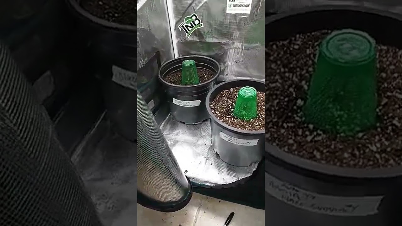 New ILGM series  seed to harvest