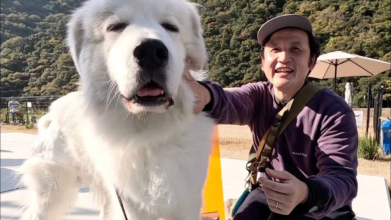 専用　グレートピレニーズ　コーギー A place your dog won't want to leave! A man in his 40s and his