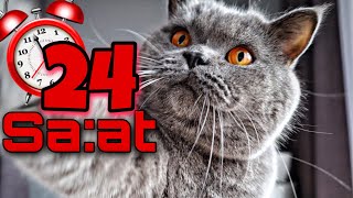 24 Hours in Quarantine with My Cat | 24 Hours Challenge | My Cat Speaks | Cat Videos | Cat Videos