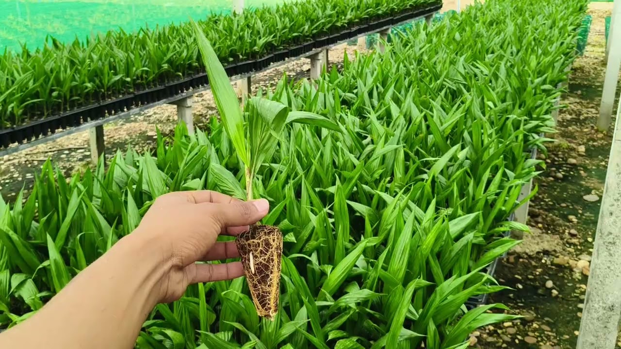 อัปเดตต้นกล้าและเยี่ยมชมแปลงเพาะมาตรฐานในภาคอีสาน