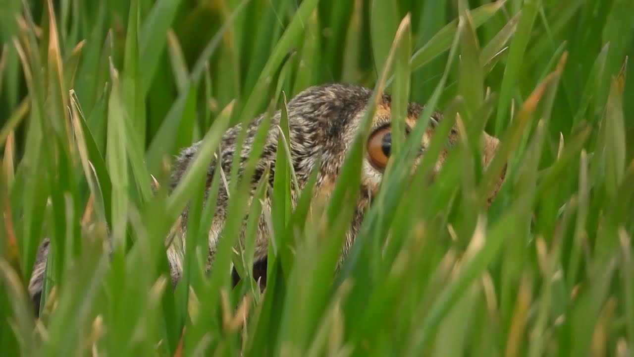 Заяц надёжно спрятался, но хищники начеку! - YouTube